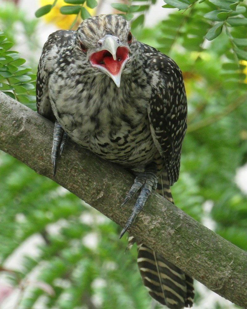 Asian koel.. Female..