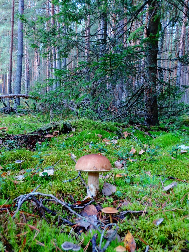 Photograph by Александра Семенихина