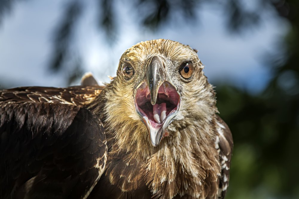 Фотография автора NeCoTi ChonTin