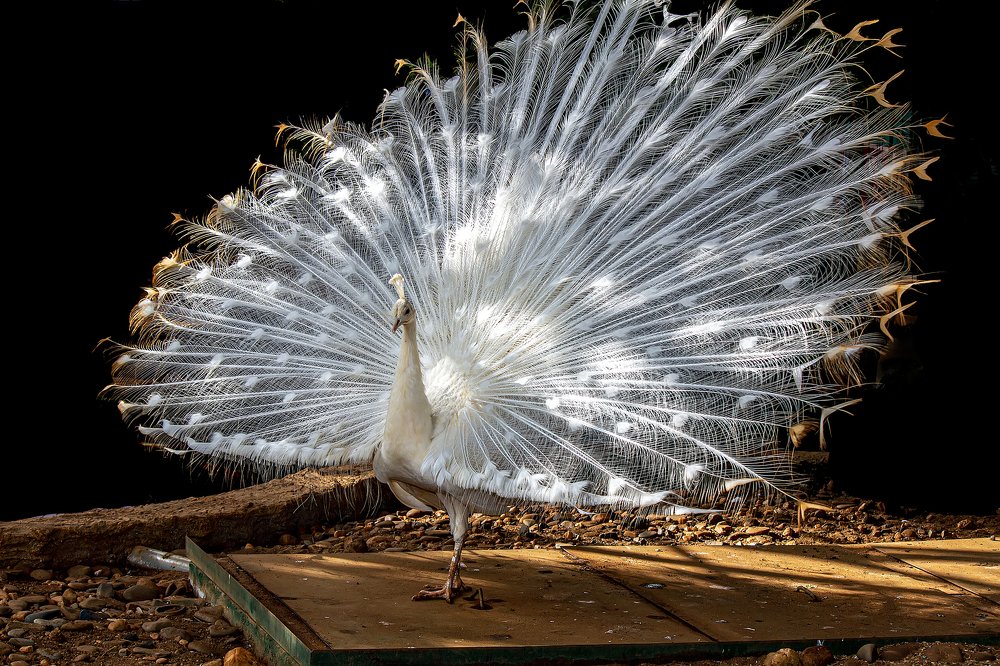 Photograph by NeCoTi ChonTin