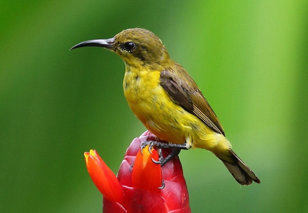 Photograph by Nigel Griffiths