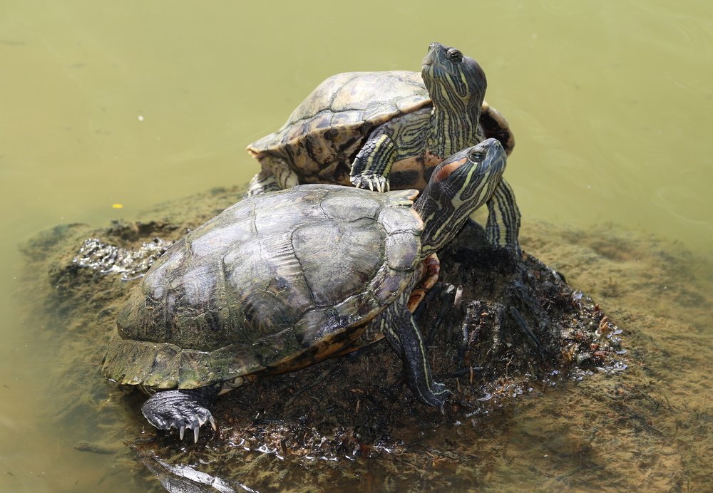 Photograph by Nigel Griffiths