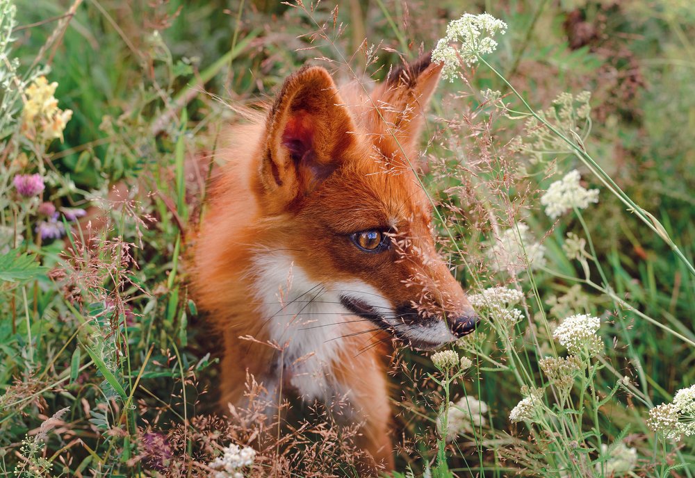 Photograph by Оксана Зверева