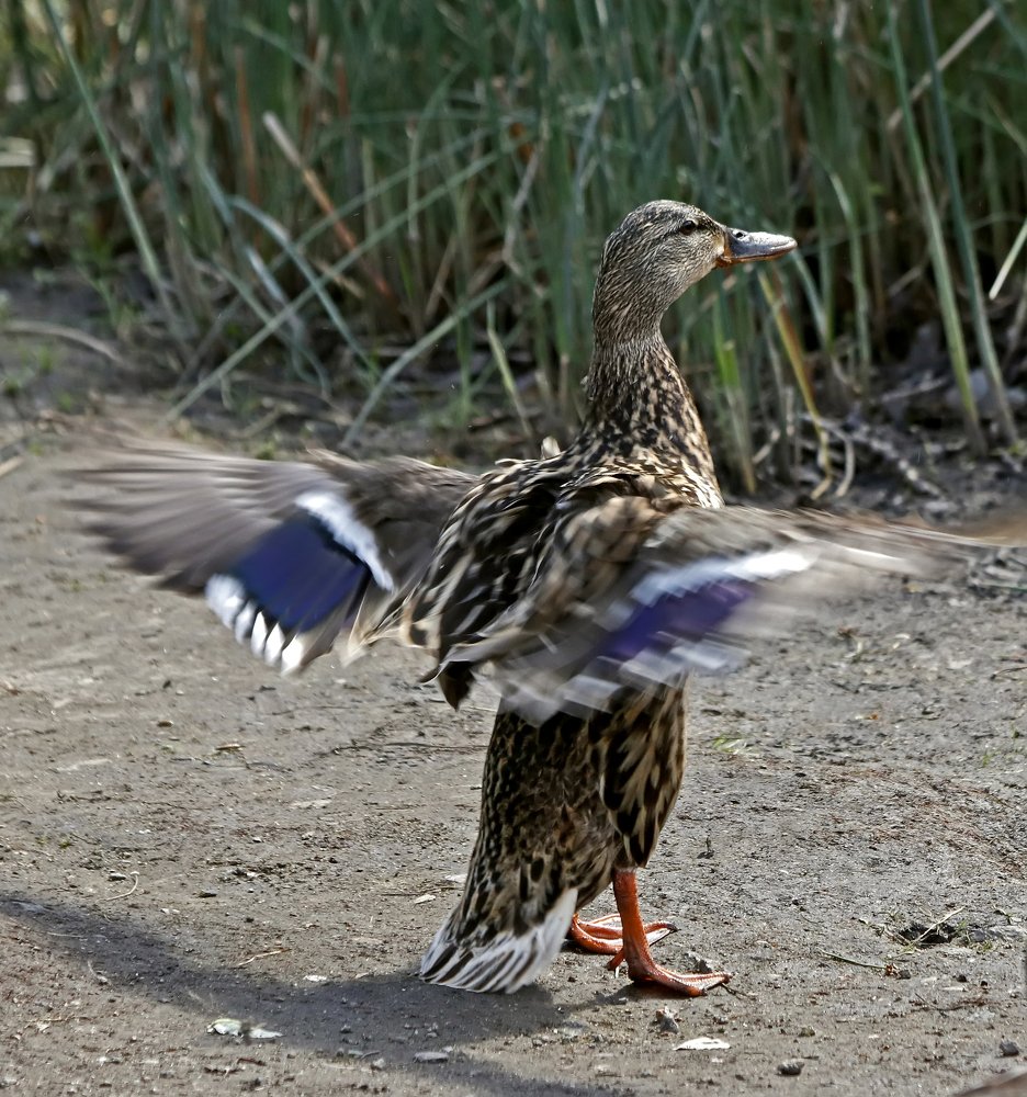 Photograph by Николай Диордиев