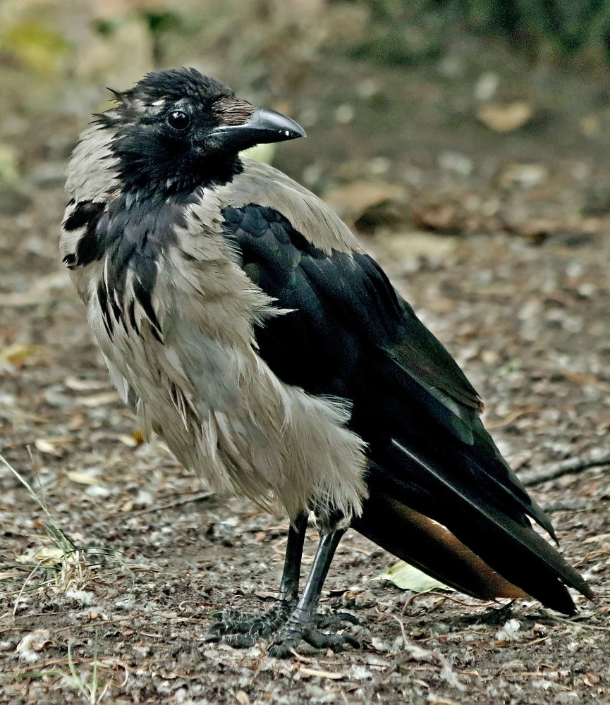 Photograph by Николай Диордиев