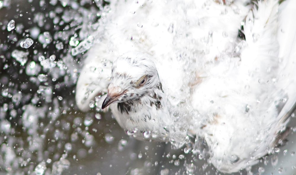 Photograph by Prabhu Viswanathan