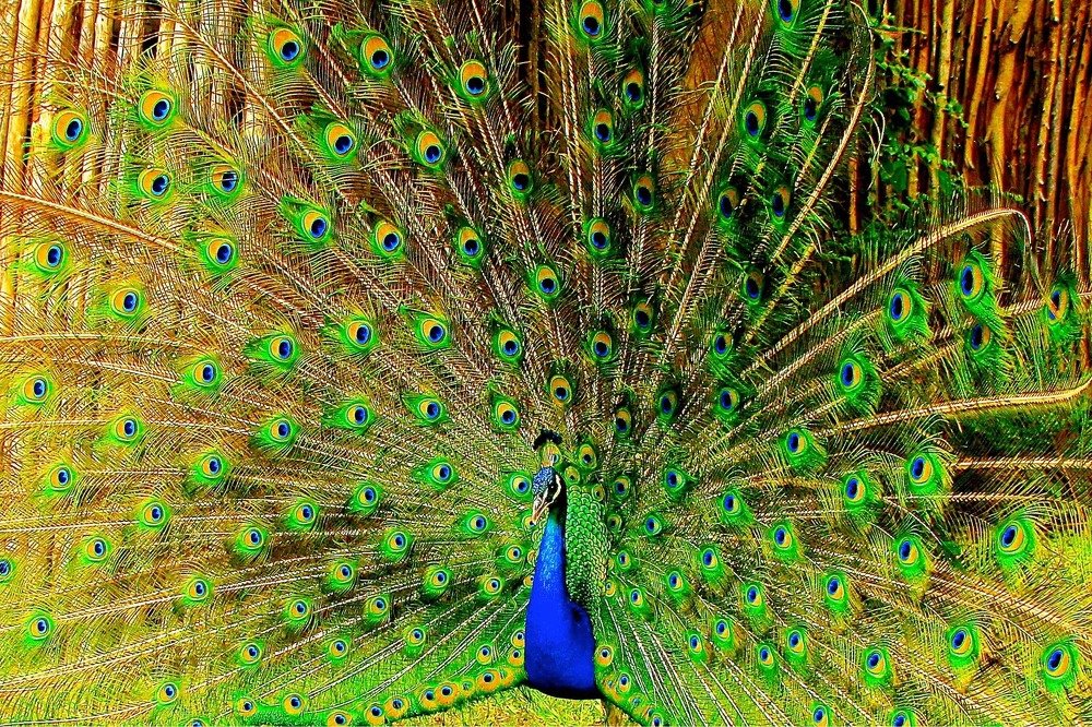 Peacock/Pavo real
