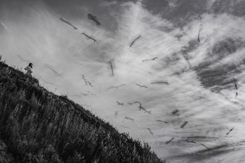 А птицы как рыбы. Полет стрижей