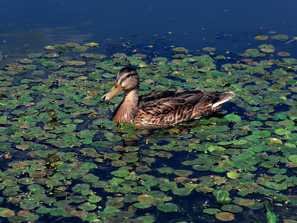 Photograph by Виктория Кузина