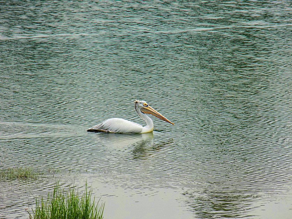 Photograph by Seshadri bhattacharya