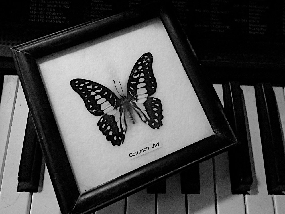 Black/White Life after Life