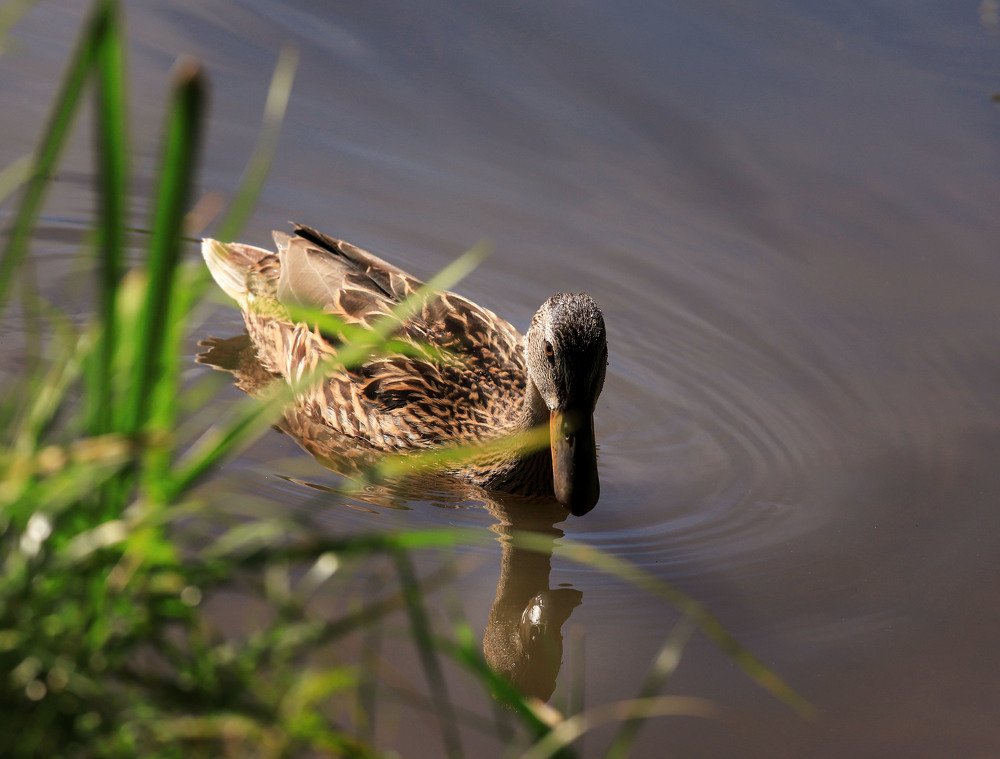 Photograph by Виктория Кузина