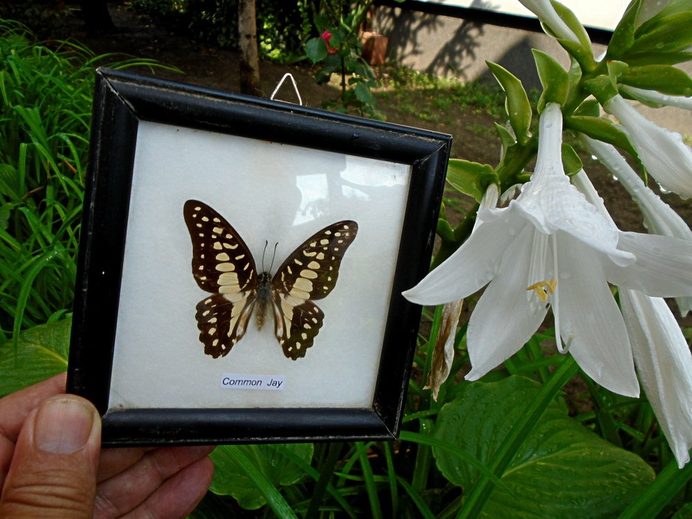 Photo #4870760