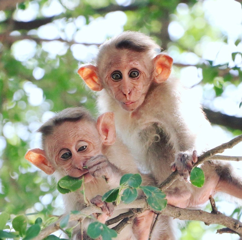 Animals relationship.