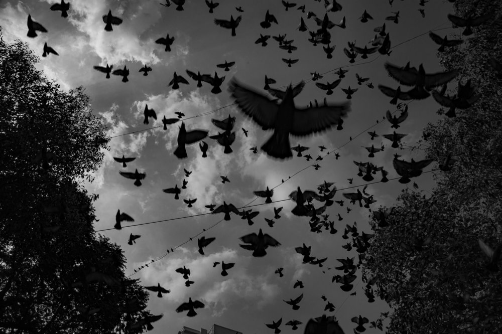 Freedom