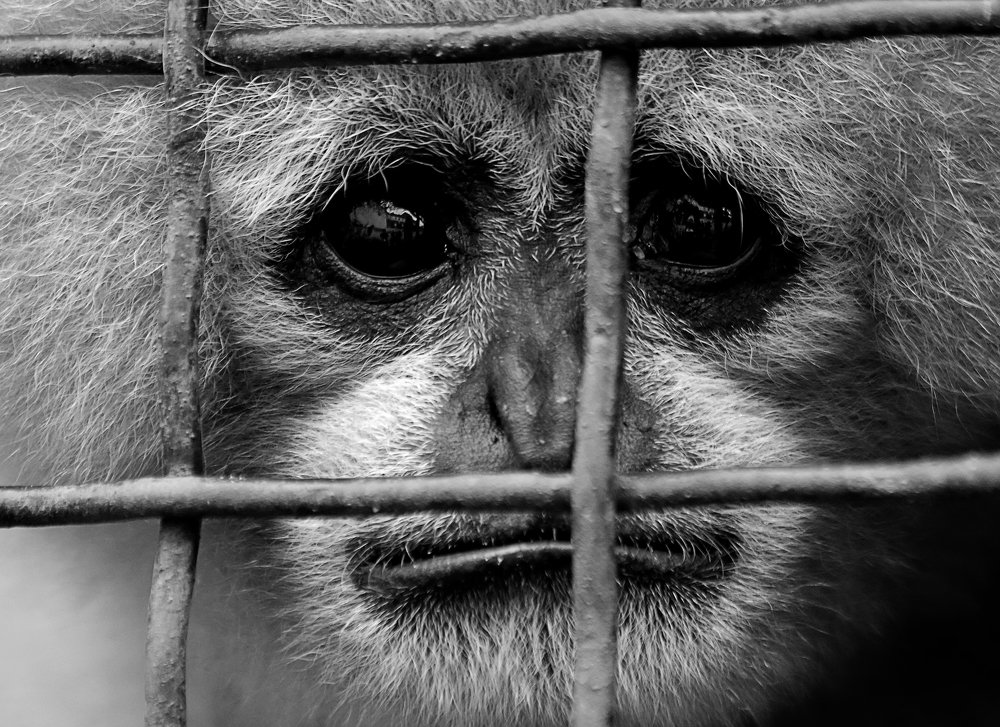 Photograph by Николай Диордиев