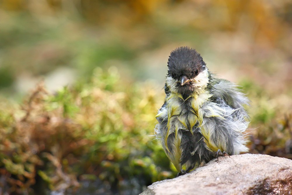 Photograph by Alexey Korolyov