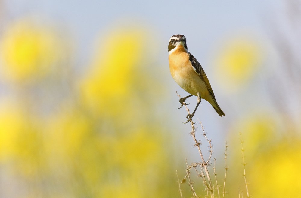 Photograph by Alexey Korolyov