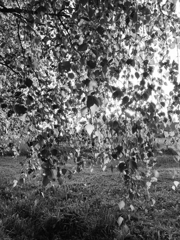 Photograph by Лариса Ляховец