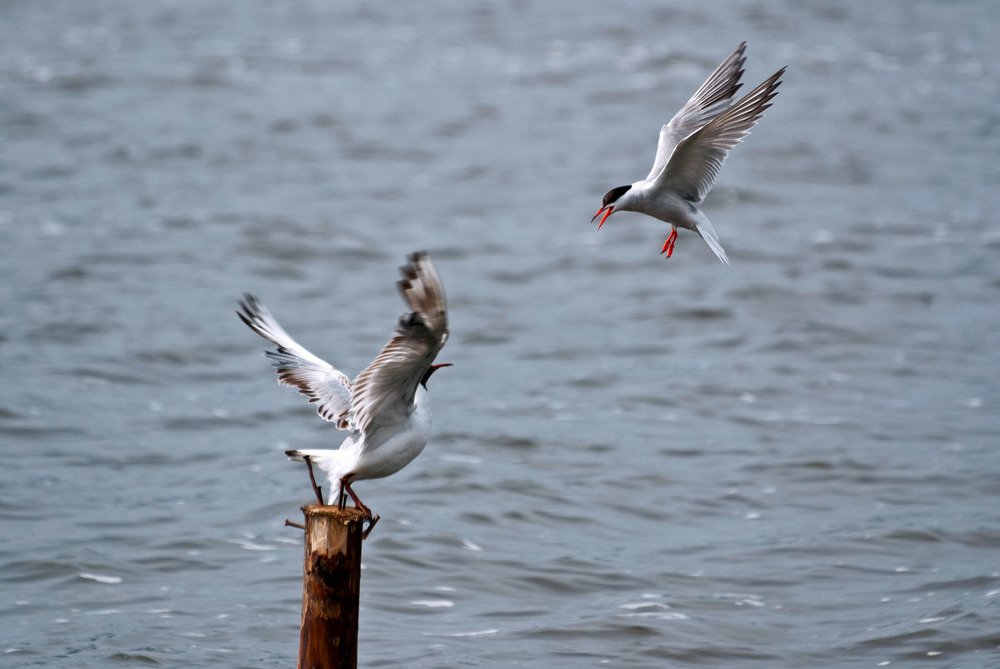 Photograph by Юрий Миронов