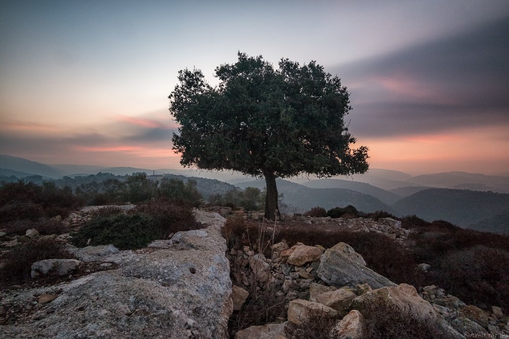 Photograph by Amir Yarchi