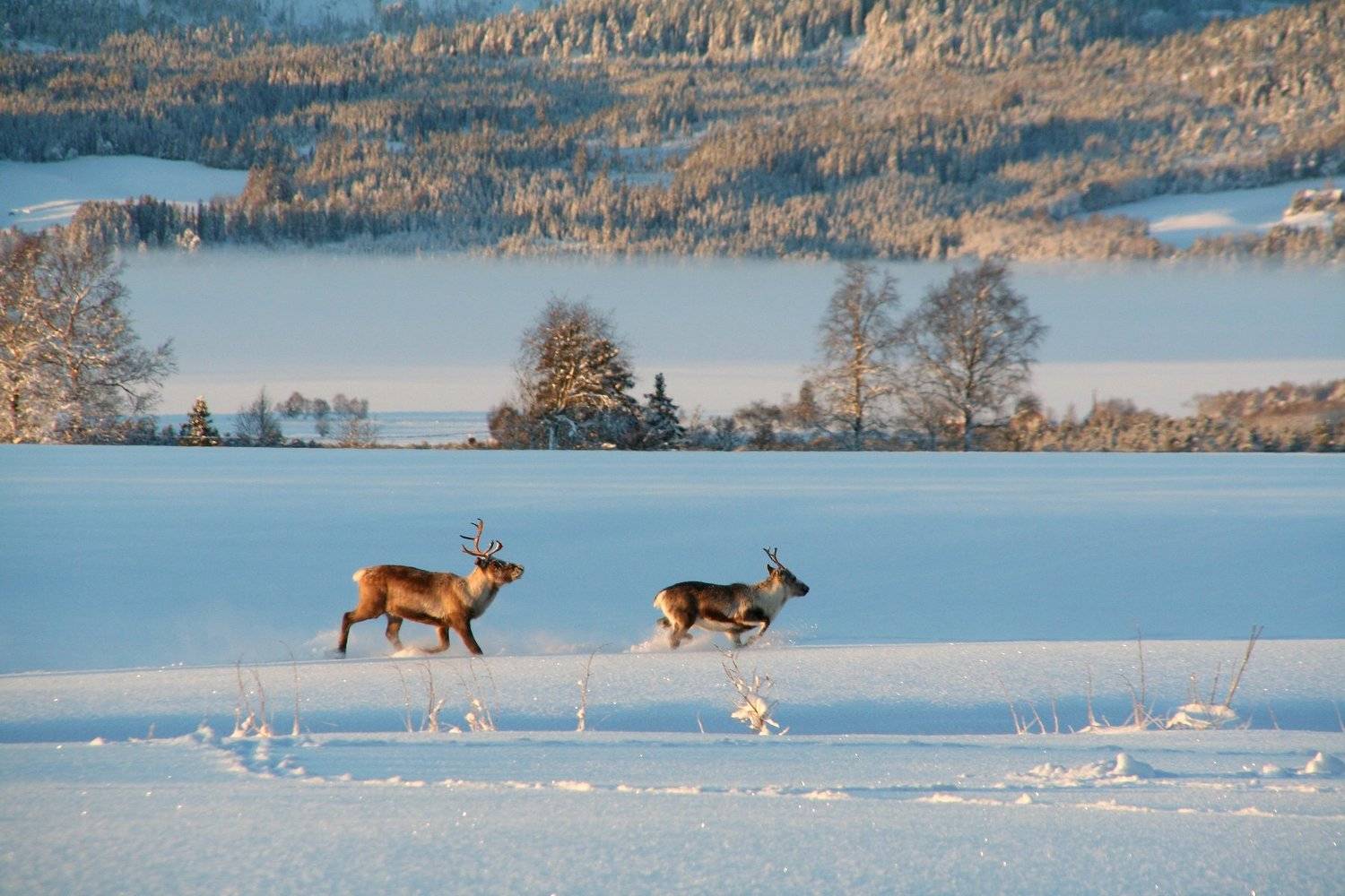 Reindeer