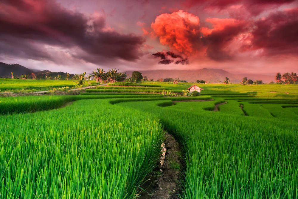 the beauty of rice fields with the atmosphere of the red sky above the mountain range of kemumu, bengkulu utara, indonesia