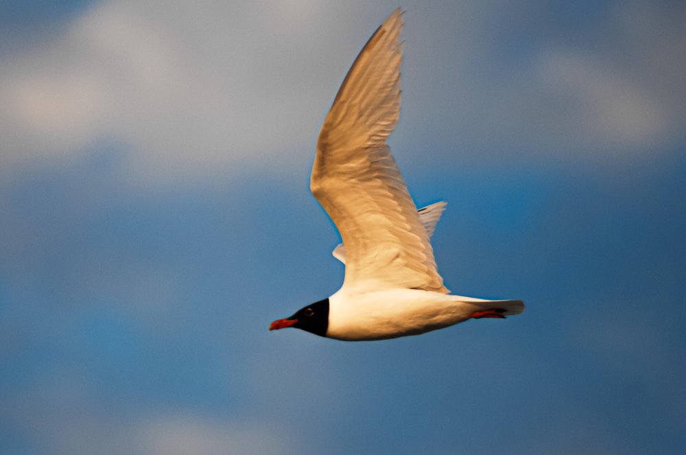 Photograph by Luka Mitrovic