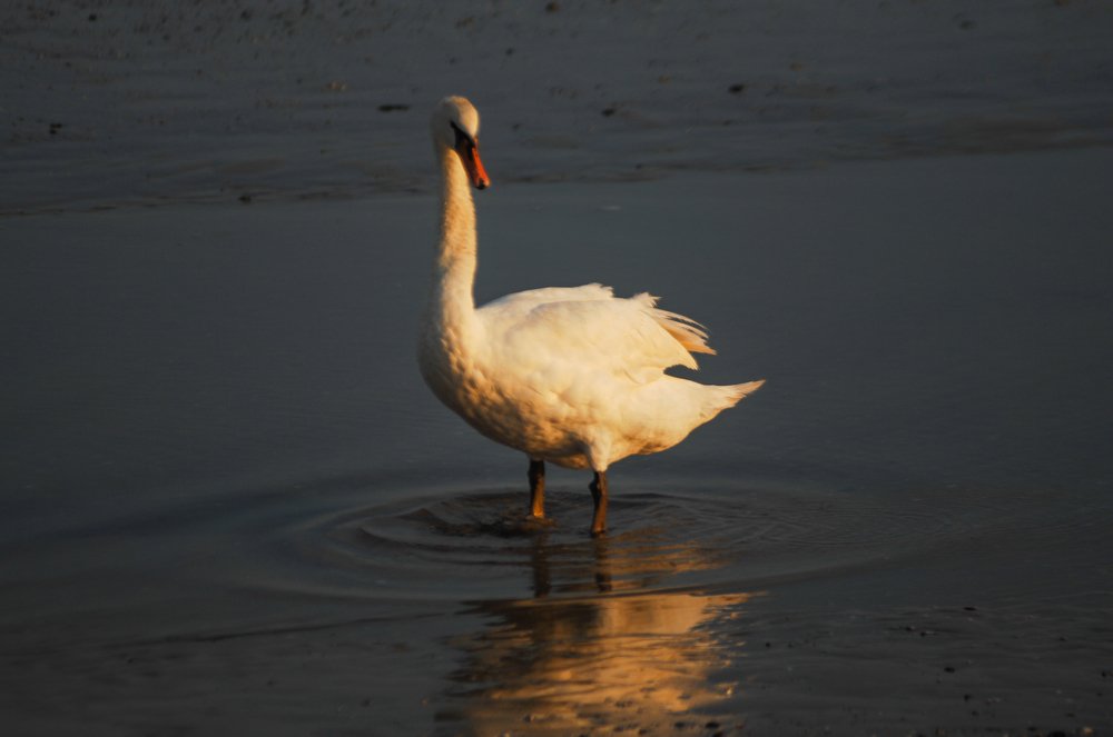 Photograph by Luka Mitrovic