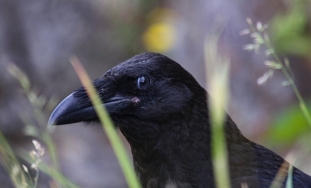 Глаза в глаза (ворона)