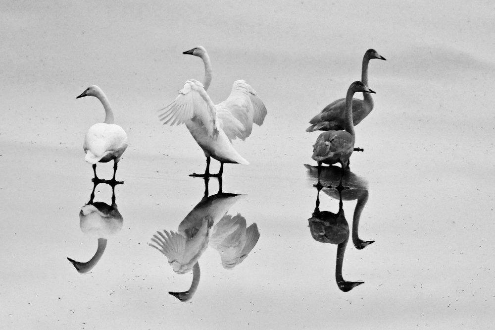 Swan Lake