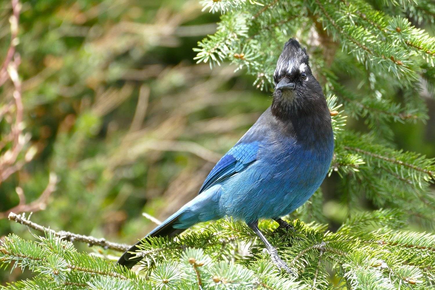 Blue Jay