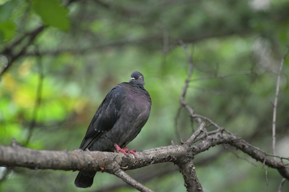 Photograph by Роман Смолко