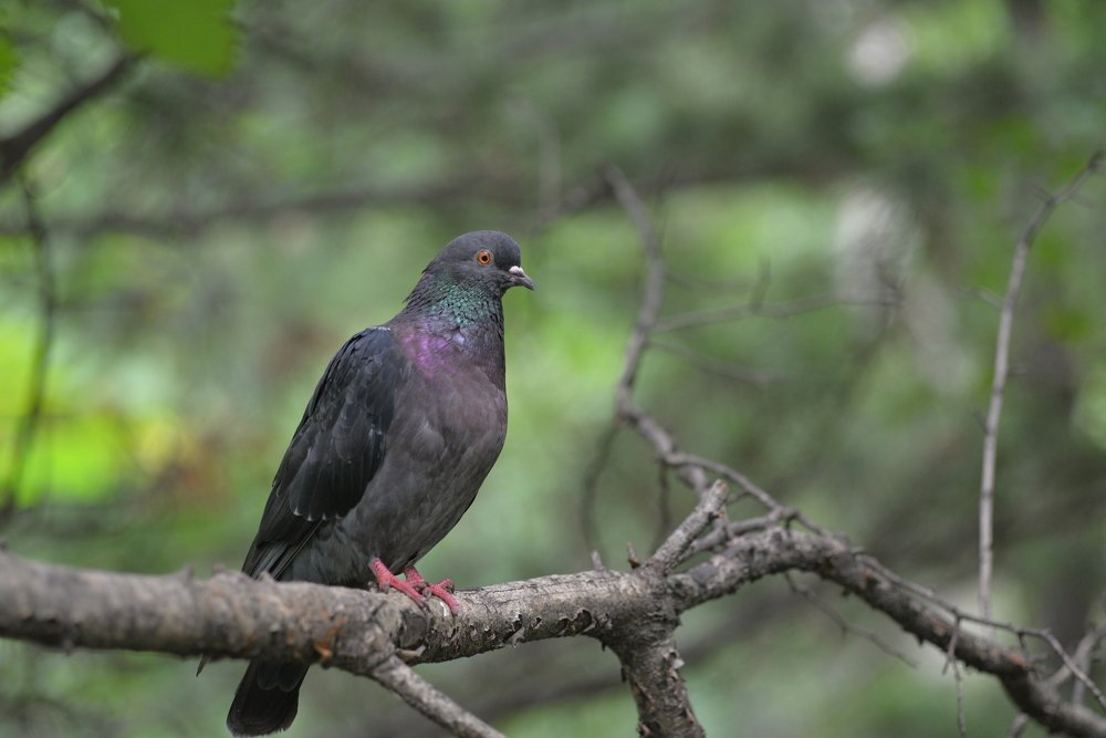 Photograph by Роман Смолко