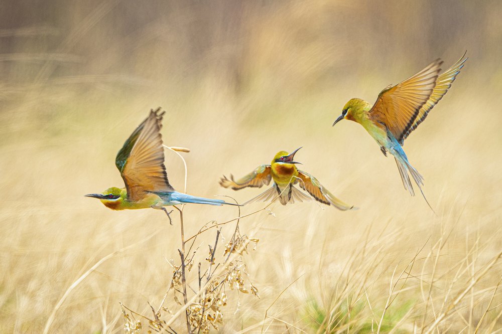 Photograph by Rin Võ