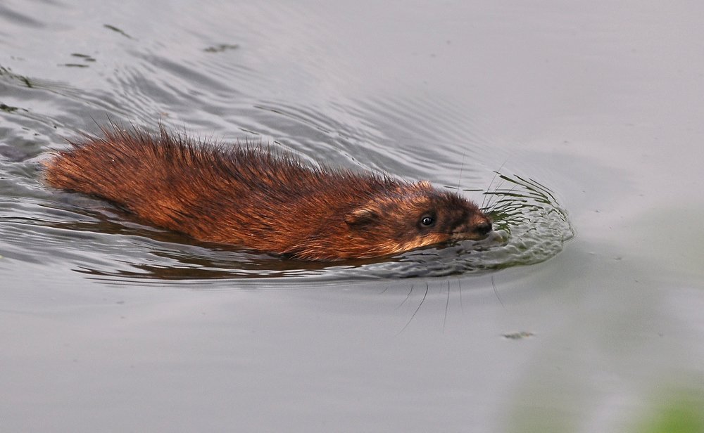 Фотография автора Антип