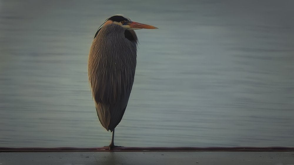 Photograph by Евгений Шварцман