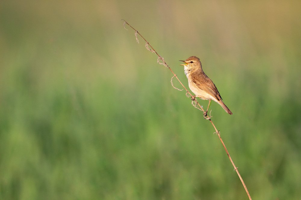 Садовая камышовка