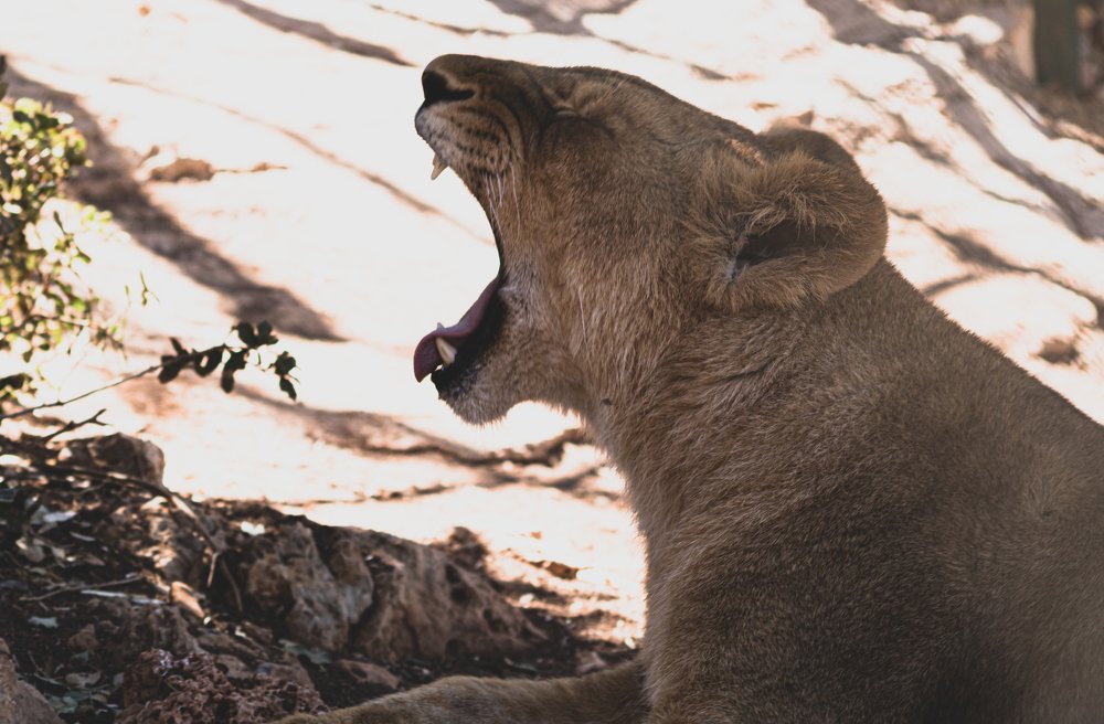 Photograph by Ali Abu Ras