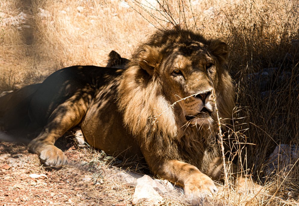 Photograph by Ali Abu Ras