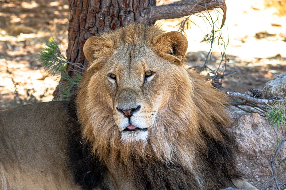 Photograph by Ali Abu Ras