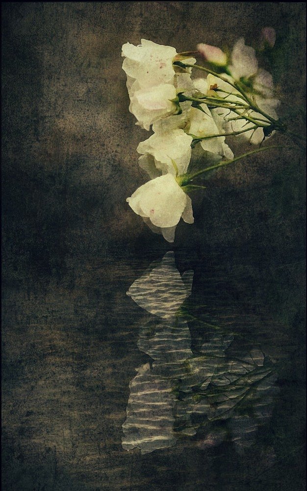 Photograph by David English