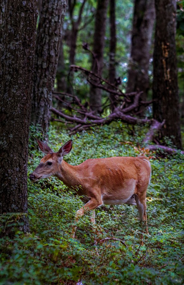 Photograph by Alisa Bryz-Gornia