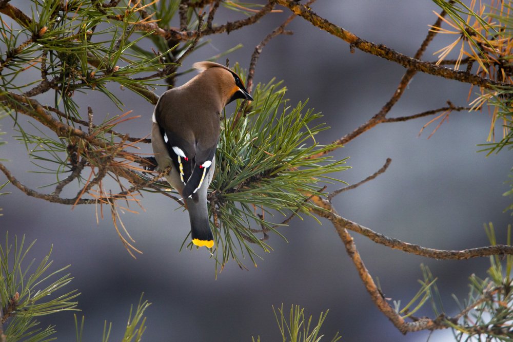 Свиристель