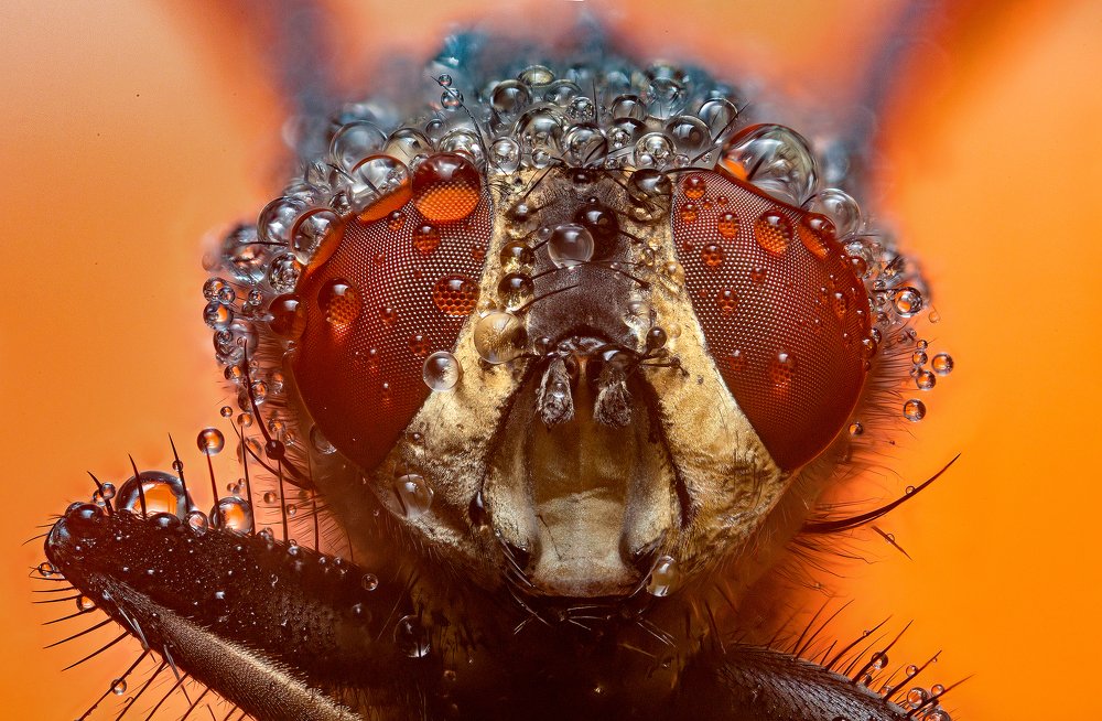 Photograph by Иван Радьков