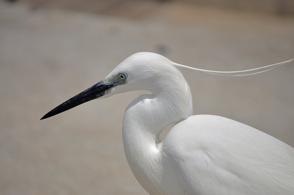 Photograph by Яков