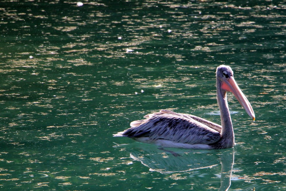 Photograph by ANTONIO LAFAIETE PAPAIANO