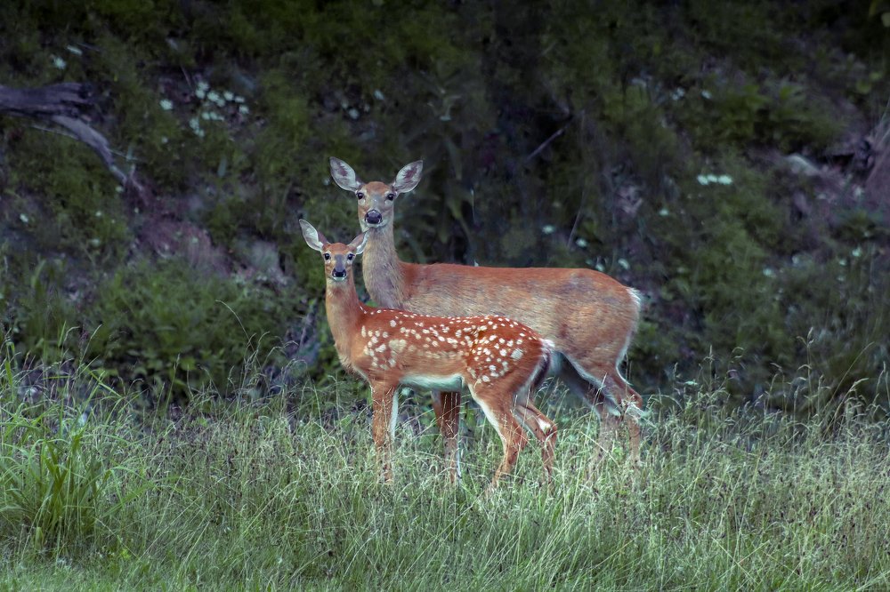 Photograph by Alisa Bryz-Gornia