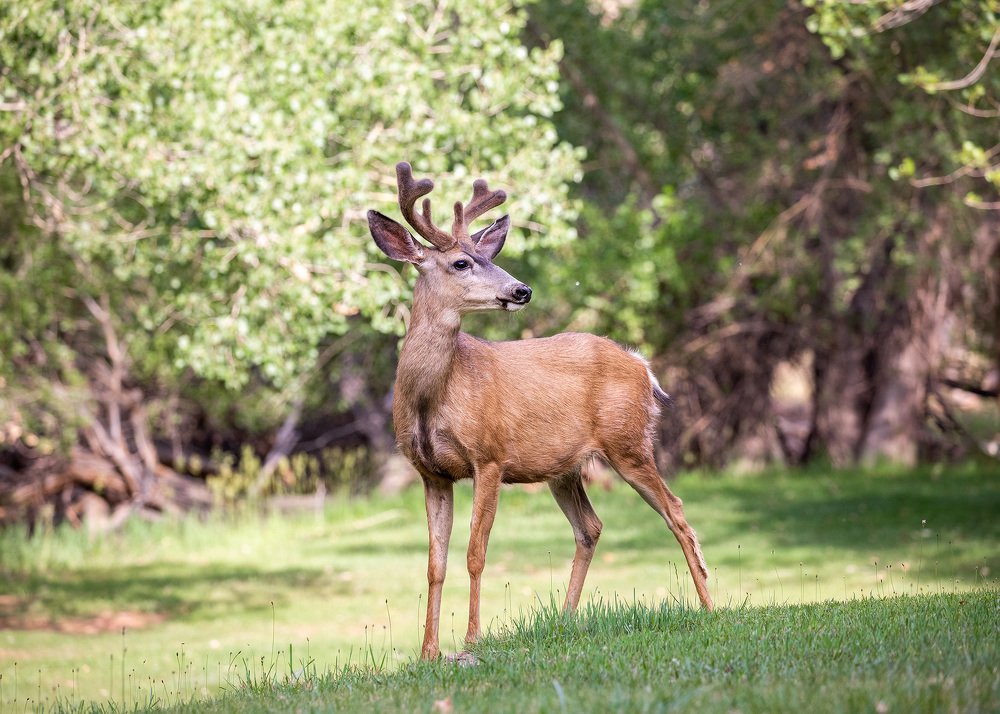 Mule Deer