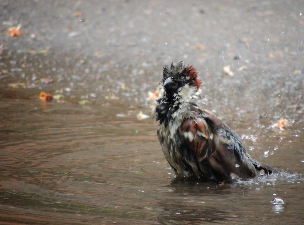 Фотография автора Роман Савоцкий